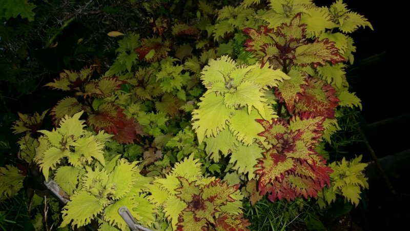 coleus1.jpg