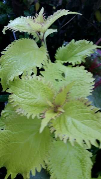 coleus10.jpg
