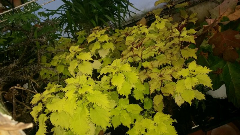coleus2.jpg