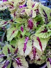 coleus4.jpg
