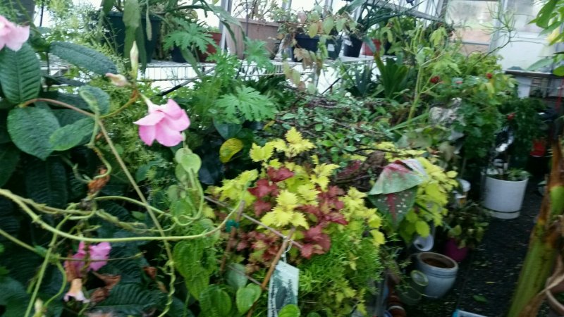 coleus7.jpg