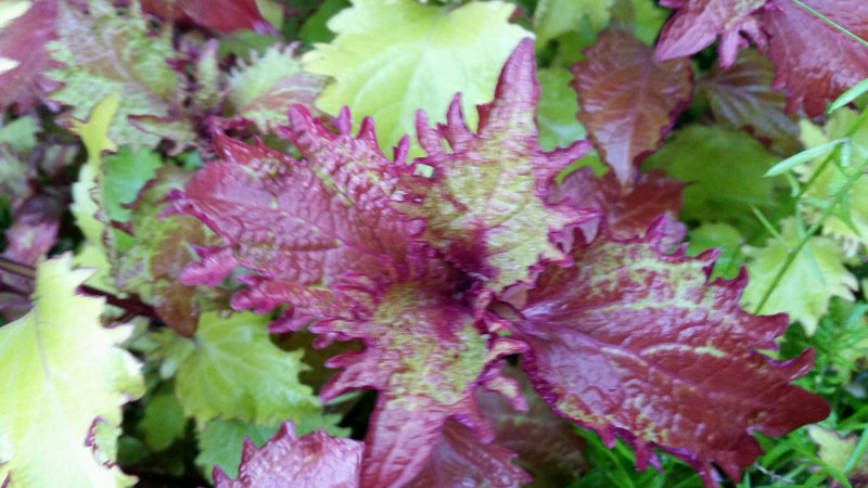 coleus9.jpg