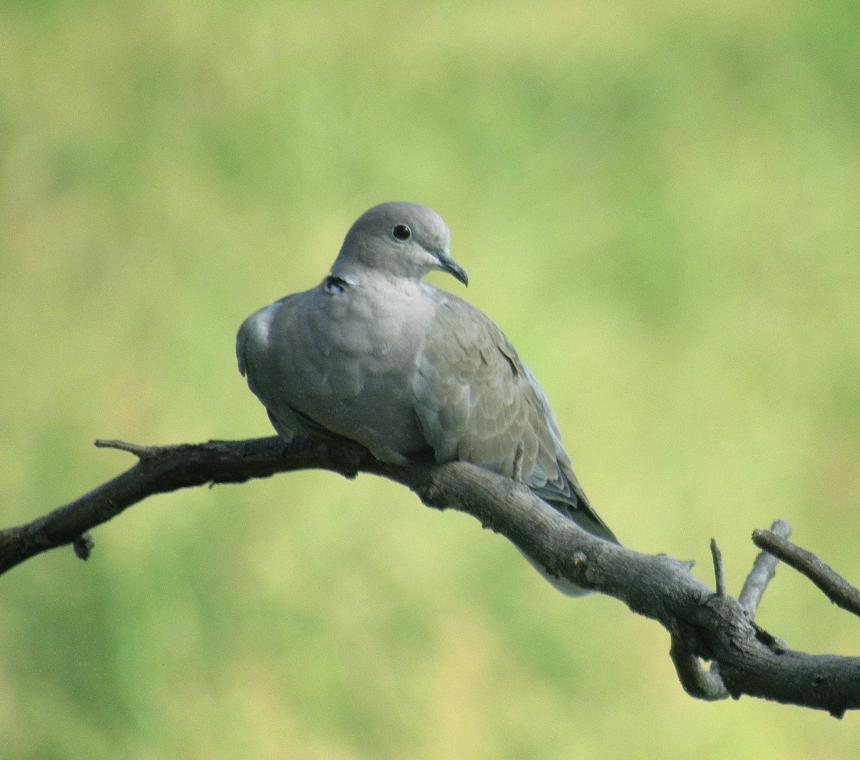 Collared Dove c.jpg