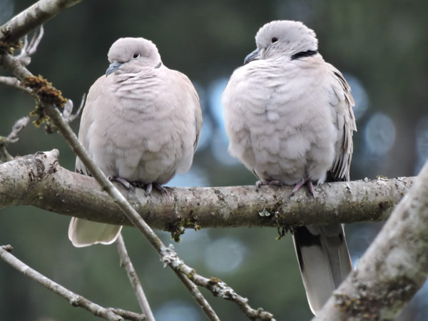 collared doves.jpg