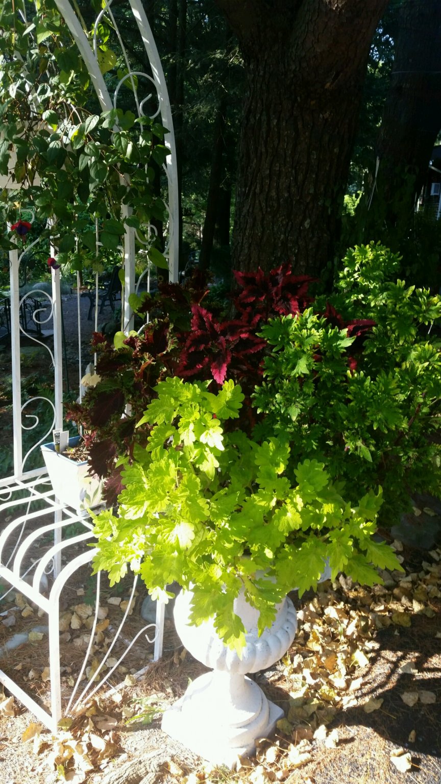 colorful pot.jpg