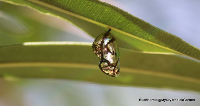 Common Crow Butterfly chrysalis-001.JPG