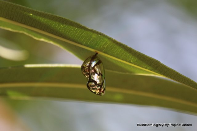 Common Crow Butterfly chrysalis 2-001.JPG