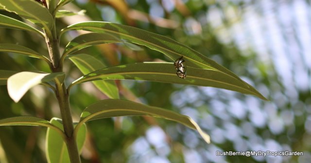 Common Crow Butterfly chrysalis 3-001.JPG