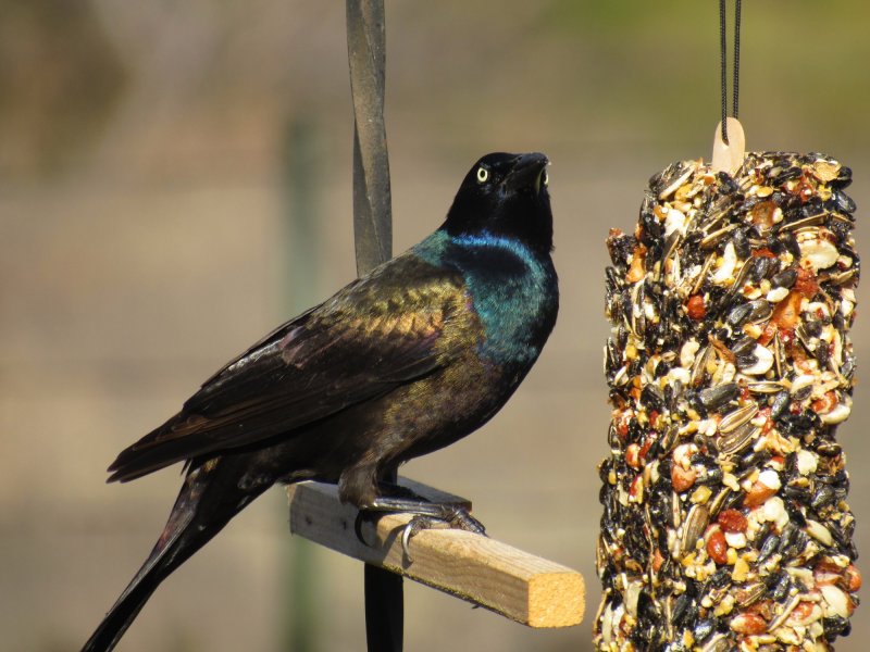 Common Grackle 2.jpg