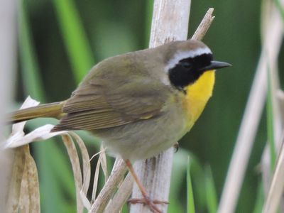 common yellow throat.jpg