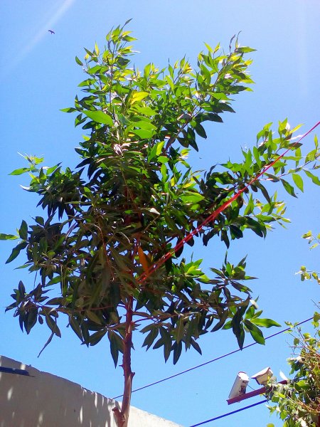 Conocarpus_tree.jpg