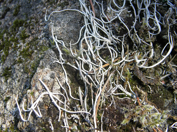 Contraverba blanca Worm Lichen.jpg
