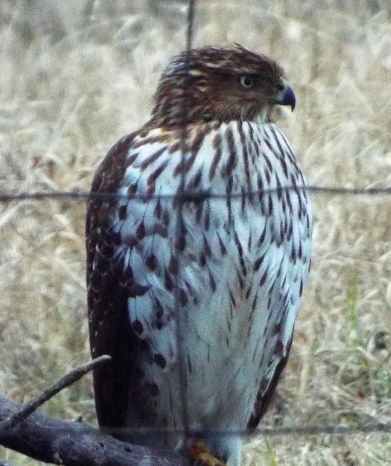 Coopers Hawk 1.jpg