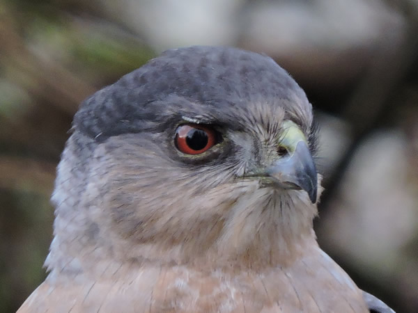 coopers hawk male.jpg
