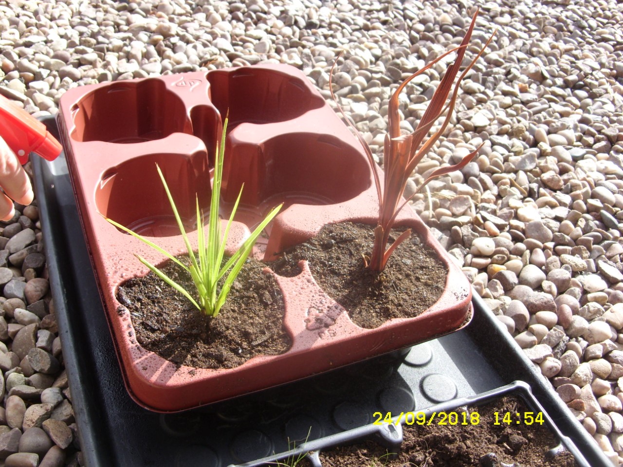 cordyline.jpg
