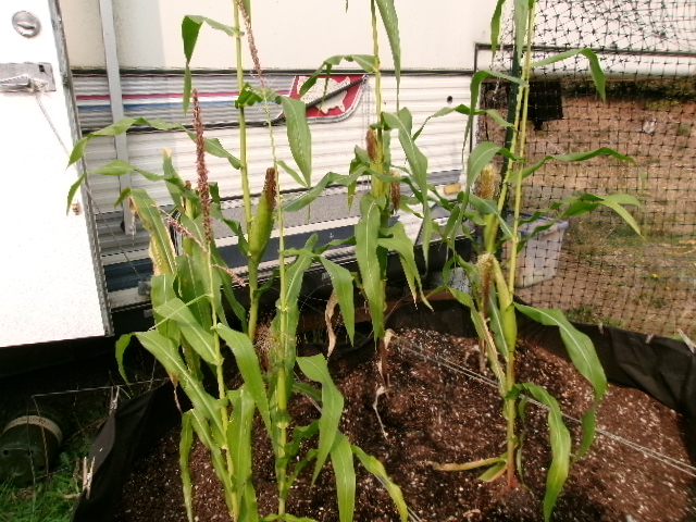 corn.JPG