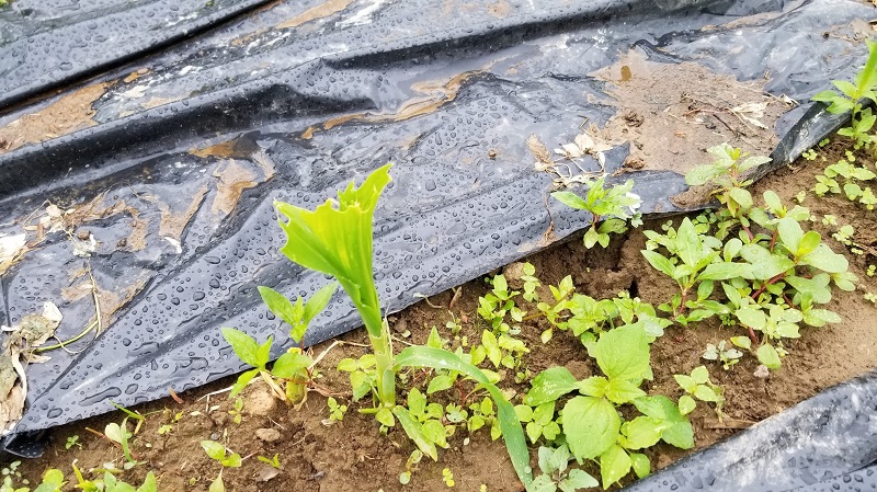 corn1.jpg