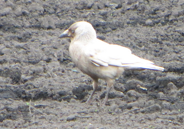Corvus monedula.jpg