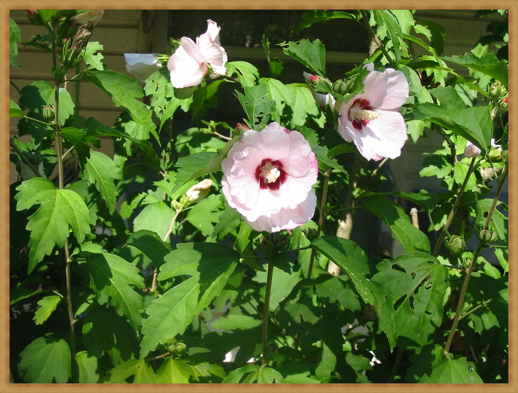 Cotton Candy Pink Rose of Sharon 1.a.jpg