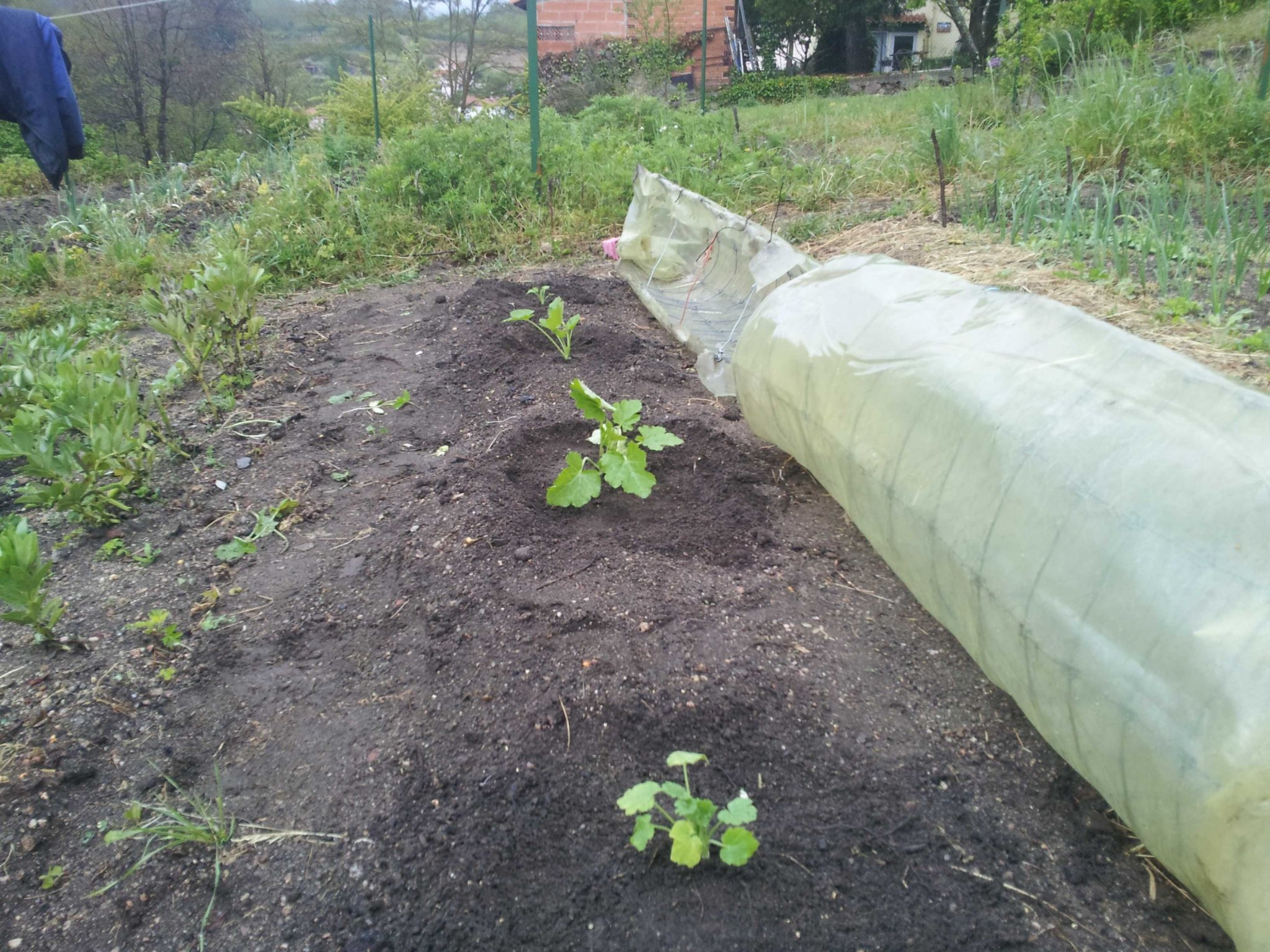 courgettes.jpg