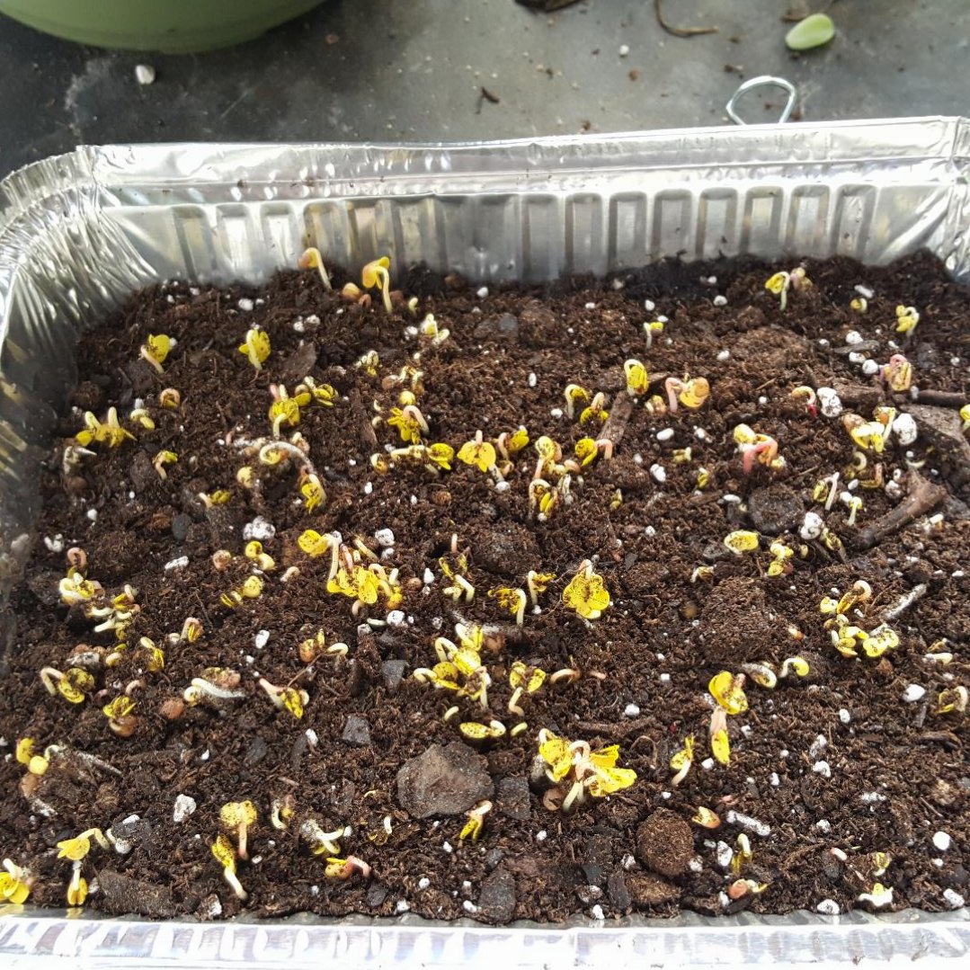 covered microgreens.jpg