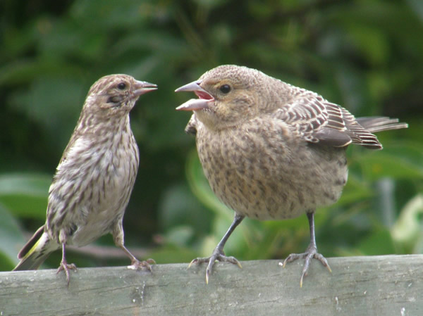cowbird.jpg
