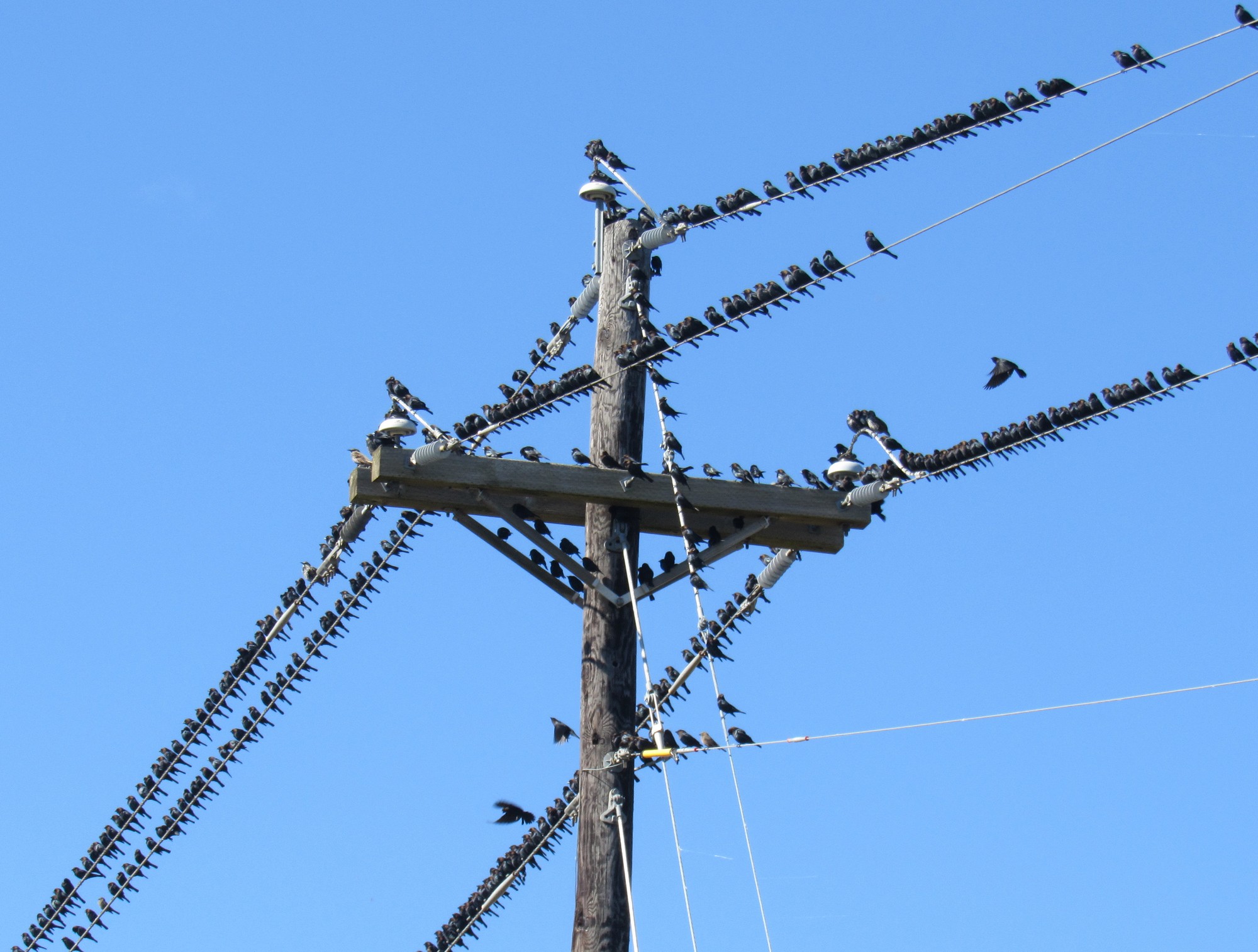 Cowbirds b.jpg