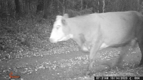 Cows with guns
