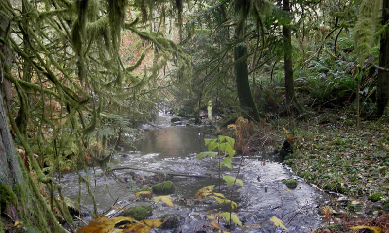 Craigflower creek.JPG