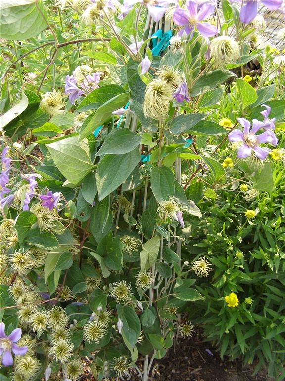 creeping clematis 002 (Medium).JPG