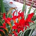 crocusmia3.jpg