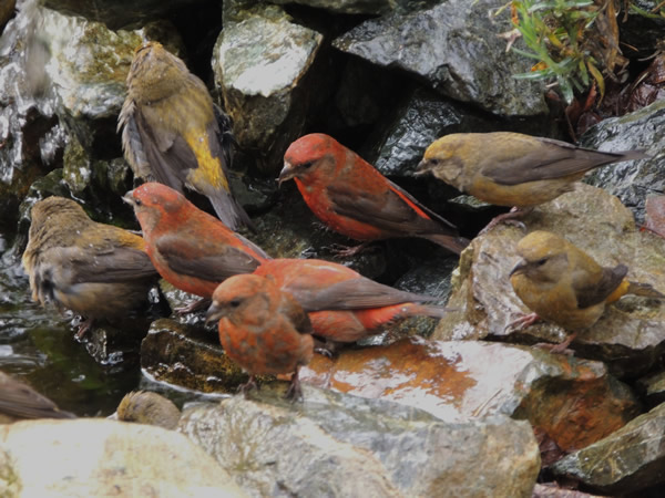 crossbills full house.jpg