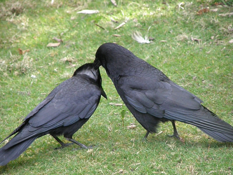 crow (2).JPG