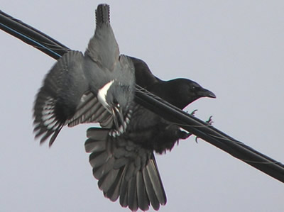 crow and king.jpg