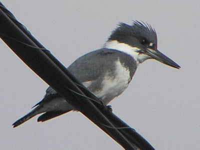crow Kingfisher male.jpg