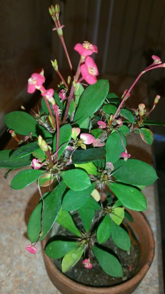 crownofthorn7.jpg