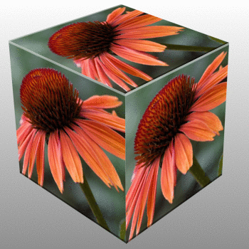 cube.gif