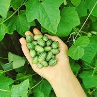 cucamelon- the home gardener.jpg