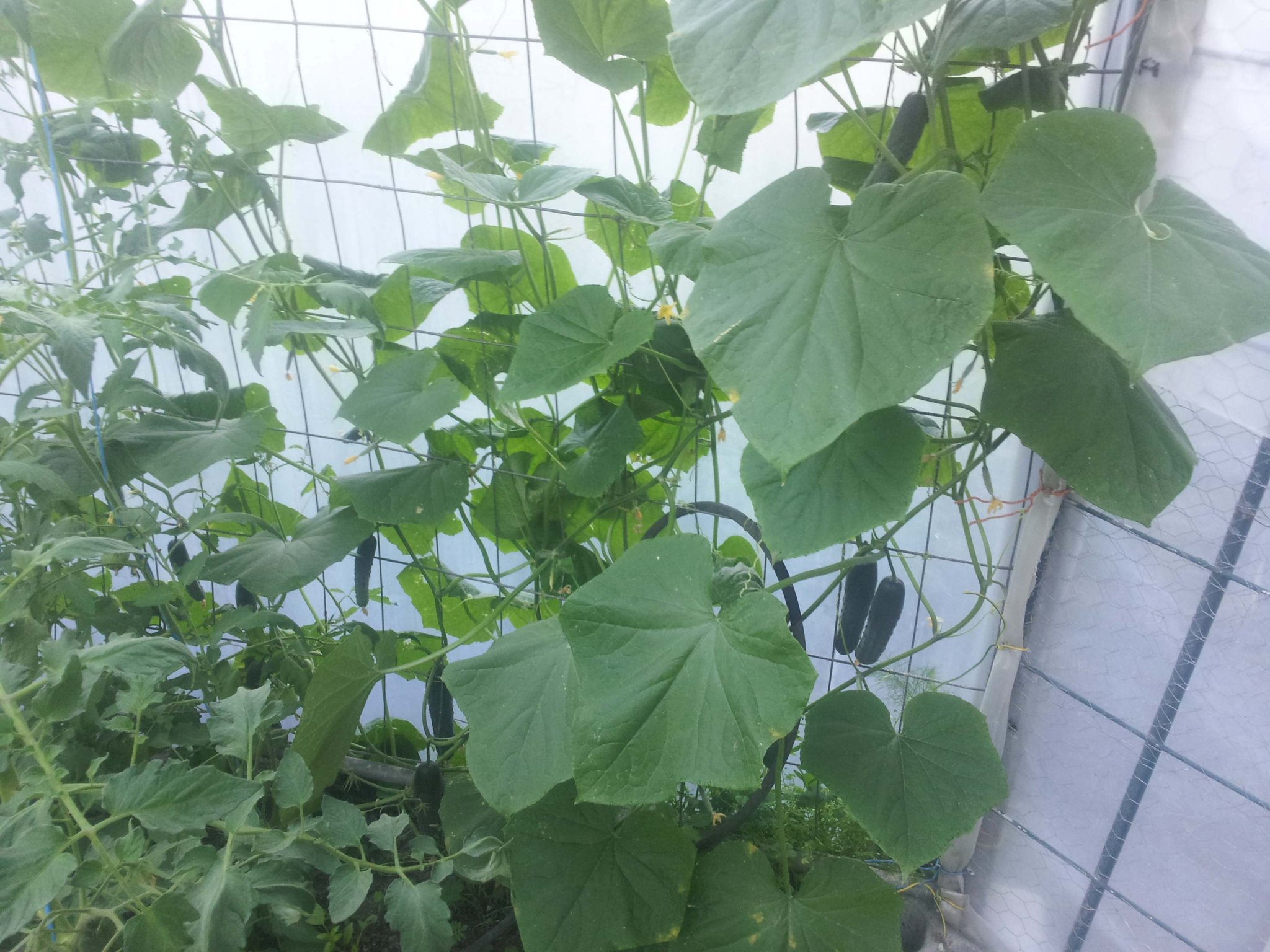 cukes.jpg