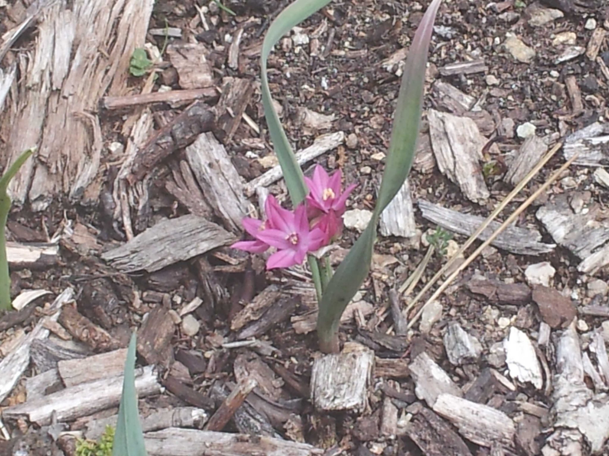 cuteflower.jpg