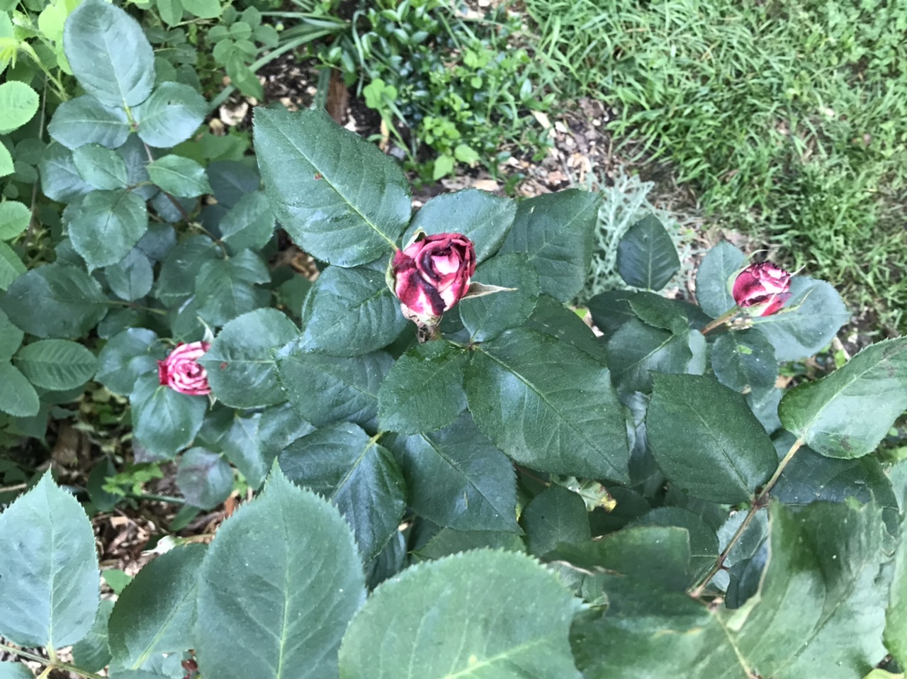 D1953540-D69A-416B-A9C9-D4996087AEA7.jpeg