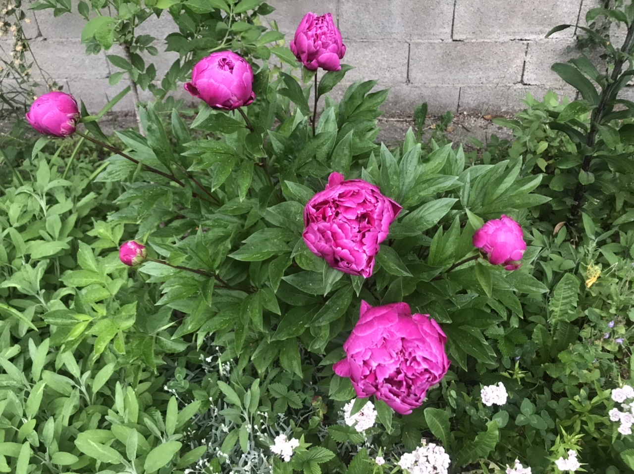 D9FD06AA-922B-4EAD-BA40-2E3996FC4590.jpeg