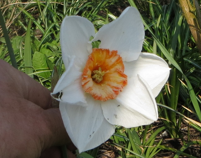 daff.jpg