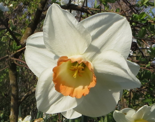daff01.jpg