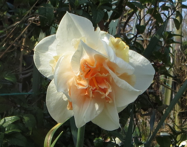 daff02.jpg