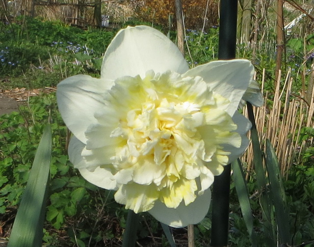 daff03a.jpg