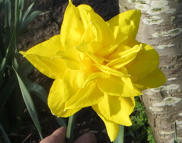 daff06.jpg