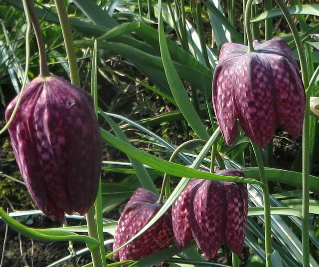 daff08.jpg