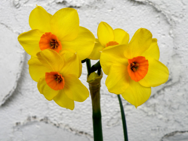 daffs.jpg