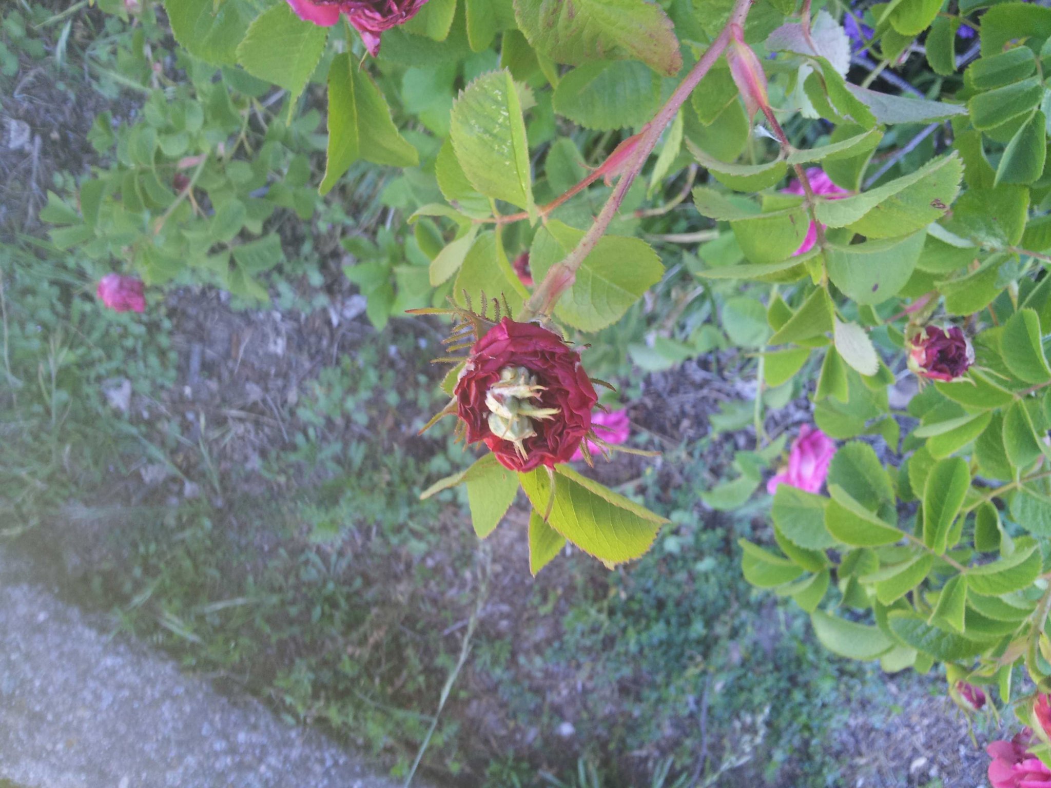 dam-flowerinflower.jpg